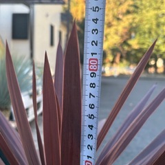 レッドスター　赤ドラセナ　引き取り限定の画像