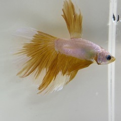 【初売り】12日までの画像