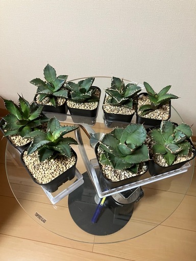 アガベ　チタノタ　8点セット　観葉植物　インテリア