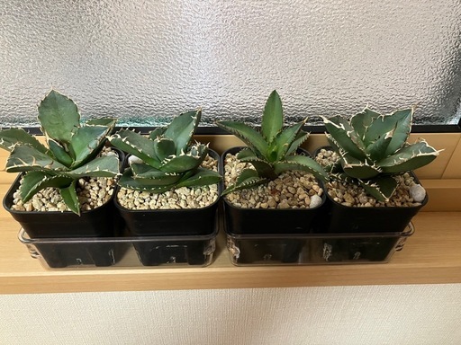 アガベ　チタノタ　8点セット　観葉植物　インテリア