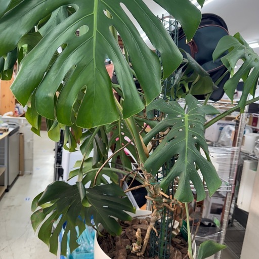 観葉植物モンステラの中古が安い！激安で譲ります・無料であげます 完売致しました　🉐LINE会員限定スペシャル価格🉐【観葉植物モンステラ】　6500円　27ー248