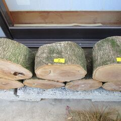 丸太・ 樫(カシ) の広葉樹の画像