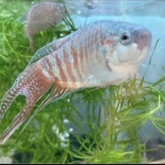 早い者勝ち！闘魚！ブルー幼魚8匹の画像