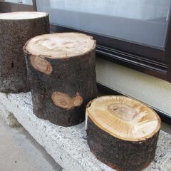 丸太・ 桜の広葉樹 ・高さ約34㎝の画像