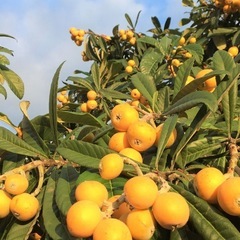 ビワ 　枇杷の画像