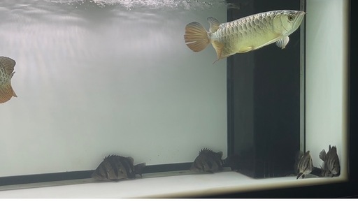 ストア 黄金袋 置物飾り 物縁起物 山羊