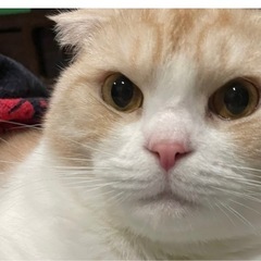 スコティッシュフォールドオス