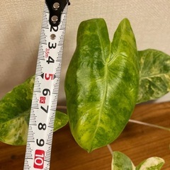 観葉植物　アロカシア　ピンクドラゴン斑入りの画像