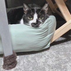 🏠里親募集中🐈 白黒女の子 約5歳