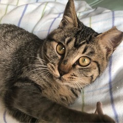 まん丸顔で元気いっぱい！甘えんぼの みかんちゃん