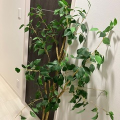 【譲り先決まりました】フェイクグリーンの画像