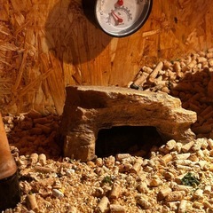 決まりました‼️上物！木造爬虫類飼育ケースセットの画像