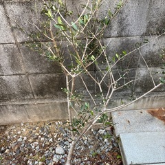 オリーブの木の画像