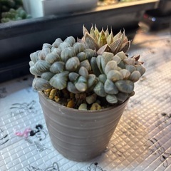 ハオルチアの画像