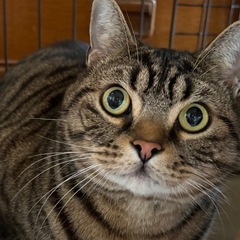 スコティッシュフォールド　♂ 5歳