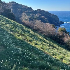 【1/10収穫】越前水仙❄️10本〜）の画像