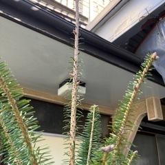 庭木　もみの木　高さ2メートルの画像