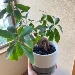 観葉植物 + 鉢の画像