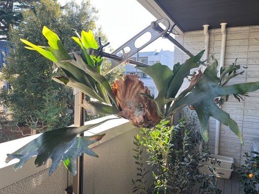 【親株】ビフルカツム ビカクシダ 観葉植物 親株