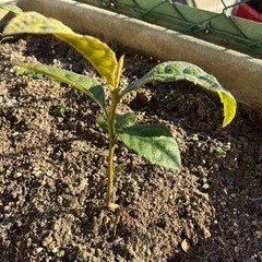 枇杷の苗木の画像