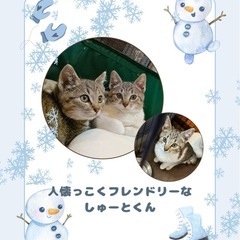 🩷しゅーと君トライアル中🩷