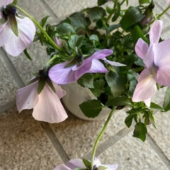 ビオラとパンジー苗の画像