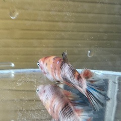 [決定しました]ベタ⑤の画像