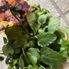 ビオラ苗の画像