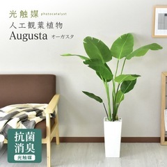 フェイクグリーン（人工観葉植物）　受付期限2026/2/28の画像