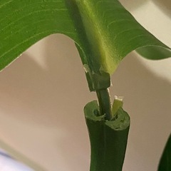 フェイクグリーン（人工観葉植物）　受付期限2026/2/28の画像