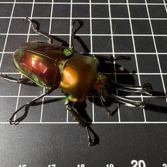 ニジイロクワガタ　トリオの画像