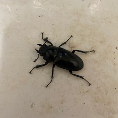 ギラファノコギリクワガタの画像