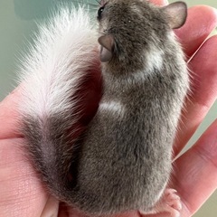 アフリカヤマネ