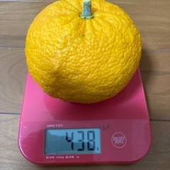 無農薬　夏みかん　7個の画像