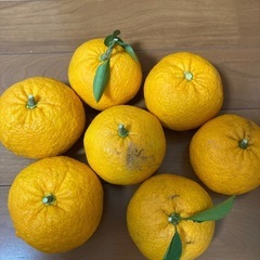 無農薬　夏みかん　7個の画像