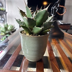 アガベ　鬼爪（ピカチュウ）　鉢付きの画像