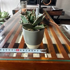 アガベ　南アフリカダイヤモンド　鉢付きの画像