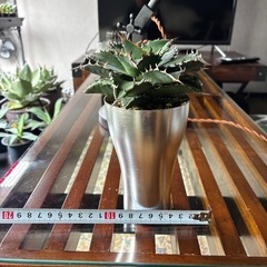 アガベ　老白鯨　鉢付きの画像