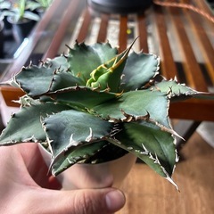 アガベ　老白鯨　鉢付きの画像