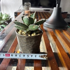 アガベ　浪人　鉢付きの画像