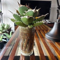 アガベ　シャークソード　鉢付きの画像