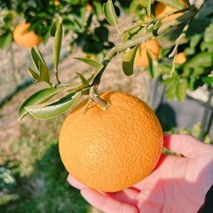 【じいちゃんと孫の野菜】　の画像