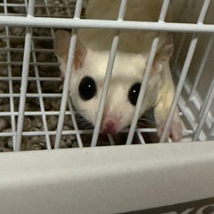 フクロモモンガ