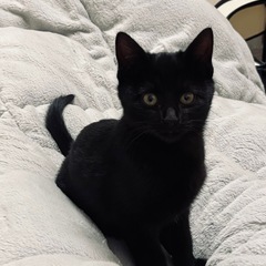 フレンドリーな🐈‍⬛男の子《3ヶ月》 − 香川県