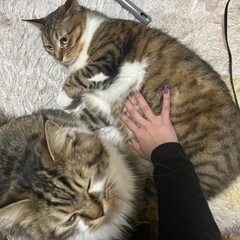 人懐っこい猫ちゃん