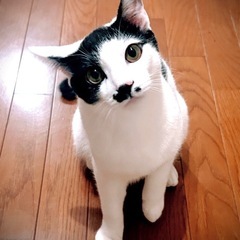 チュールくん♂8ヶ月可愛い💗sweetボーイです