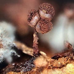 初めての粘菌飼育セミナーの画像