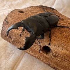 スマトラヒラタ♂♀ペアーの画像