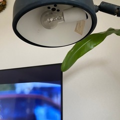 電気スタンドの画像