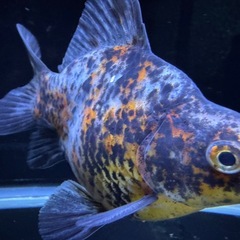 金魚　①タマサバ　ラスト①　玉サバ　新潟産　ショートテールの画像